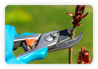 Pruning