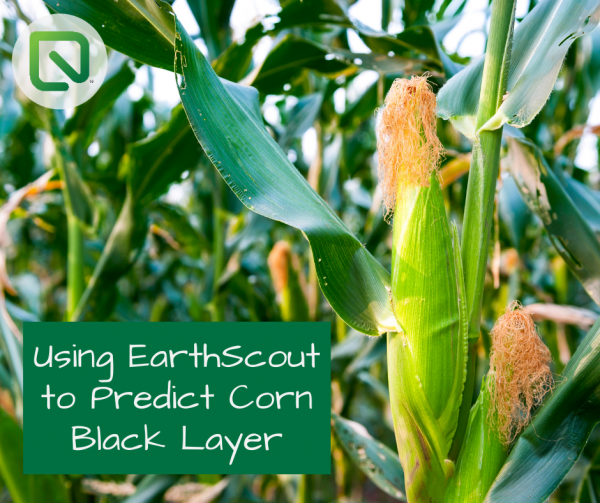 Using EarthScout to Predict Corn Black Layer EarthScout